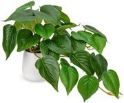 Hollyone Artificial Plants in Ceramic Pots, Fake Jade Pothos Decorative Faux Potted Plants, Realistic House Plant Indoor for Home Décor, Bathroom, Living Room, Kitchen, Shelf, Office Decorations