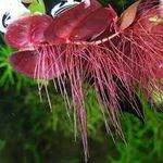 40+ Leaves Red Root Floater (Phyllanthus Fluitans), Live Aquarium/Aquatic/Floating/Pond/Beginner Plant, Aquascaping, Planted Tank.