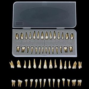 28Pcs Tooth Model 1:1 Permanent Teeth Model Dental Resin Tooth Demonstration Tooth Education Teach Study …