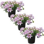 Live Verbena Plant - Shades of Purp