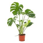 Creative Farmer Monstera Deliciosa- Split-Leaf Philodendron/Swiss Cheese Plant For Living Room