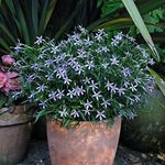 Laurentia 'Avant-Garde Blue' F1 Hybrid Isotoma Solenopsis axillaris Scented Half-Hardy Annual Easy to Grow Your Own Outdoor Garden Flower Plants (Approx. 50 Seeds) by Thompson and Morgan