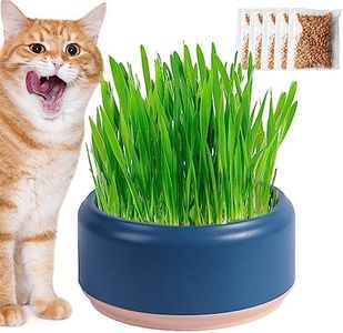 Cat Grass 