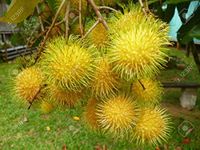 Creative Farmer Live Plant Rambutan/Nephelium Lappaceum Tropical Fruit Sweet Rare Yellow Native to The Indonesia Gardening Plant(1 Healthy Live Plant)