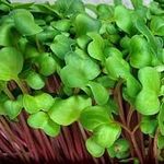 BOSI Leaf Radish Seed for Microgreen | Sprouting |Cultivation and Edible Purpose - 450g | Untreated | Non GMO | Best Germination Rate