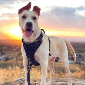 rabbitgoo Large Dog Harness, No Pull Reflective Vest – Black, XL, 2 Leash Clips