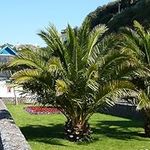 You Garden - 2 x Hardy Phoenix Palm Trees 60-80cm Tall in a 15cm Pot - Exotic Patio Plants Perfect for Gardens or House Plants - Tropical Hardy Outdoor Plants - Garden Ready Mediterranean Palm Tree