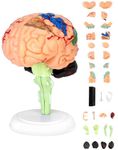 QWORK® Human Brain Model 31 Parts Educational Brain Anatomy Model with Display Stand for Anatomy and Physiology Courses