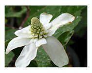 PondPlantsUK 2 x Marginal Plants - Including a Pot and Compost - Live Water Plant Aquatic Pond Lake Marginal (Anemonopsis californica)