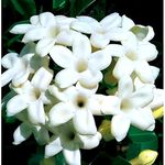 SEILOZBUNIA FARM - Madagascar Jasmine Stephanotis Floribunda | Bridal Bouquet | Wax Flower Healthy Live Plant With pot for Home Garden