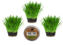 Cat Grass Kits x3 and Extra Strong Catnip x1 By Cat FurNature