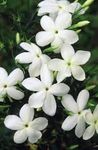 Jasmine officinale deciduous Climbing Plant White Scented Flowers Through Summer Grown in 1 Litre Pot on Tripod of 60cm Canes. Popular with Bees