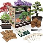 Bonsai Tree Kits, Bonsai Starter Ki