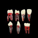 7Pcs Teeth