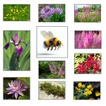 Lincolnshire Pond Plants Ltd Bee Packs (Bareroot)