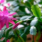 LITTLE JUNGLE Christmas Cactus Live plants - Healthy Live Plant with White Pot, Best Air Purifying, Indoor Plants for Living Room, Gifting, Bedroom Plants, Garden, Balcony, Best Home Décor Office Desk