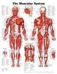 The Muscular System Anatomical Chart