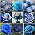 800+ Mix Blue Rose Seeds for Planti