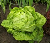 Roselyn Seeds All Year Round Lettuce Seed - 1000 Seed Packet - Crisp Butterhead Variety for Greenhouse or Outdoor Planting