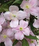 Clematis Montana 'Mayleen' 15cm Deep Pot Size