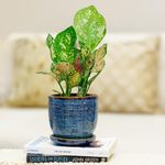 PLANTORI Blue Ceramic Pot with Plate for Home & Indoor Decor (Size: 5 inch Height | Comes with Bottom Tray)