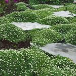 Outsidepride Irish Moss Ground Cover Seeds - 10000 Pcs Perennial Low Growing, Mat-Forming Lawn Alternative, Outdoor Ground Cover Seeds with Shade Tolerance, Ideal for Pathways and Rock Gardens