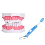 Dental Teeth Model Kit Practice Oral Teeth Education Demonstration Model with Toothbrush for Standard Brushing Flossing