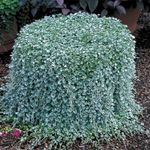 25 Dichondra Seeds Silver Falls See