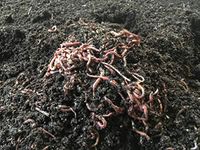 WWJD Worms 1 Pound Red Wiggle Worms Red Wigglers Composting Worms - Earth Worms, Red Worms, Live Worms for Garden, Farm Soil - Red Wigglers Live Worms for Fishing & Worm Farm Composter