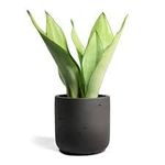 Plantsden Snake Plant Moonshine in 6-Inch Pot - Air-Purifying, Low Maintenance Indoor Plant with Silvery-Green Leaves