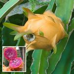 HAPING Hawaiian Orange Dragon Fruit Cutting/Grafted Fruit Live Plant (1-2 Feet Height)