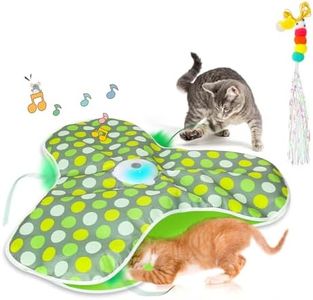 Indoor Cat