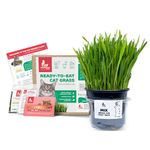 Fresh Live Cat Grass | A Taste of the Outdoors for Indoor Cats | Ready to Eat | Grown in the UK | Aids Digestion & Hairballs | By Cat Mommy (One, Mix)