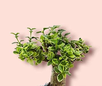 CHAMUNDA GREENS Premna Verigated Bonsai Plant | Indoor Real Bonsai Live Plants