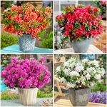 [x4] Dwarf Japanese Azalea Collection | Variety-Pack | Evergreen Shrubs | Pot Plants