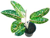 The Four Seasons Aglaonema 'Pride of Sumatra' Natural Live Plant in Pot