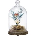 MyGift 10-inch Glass Dome Bell Jar 
