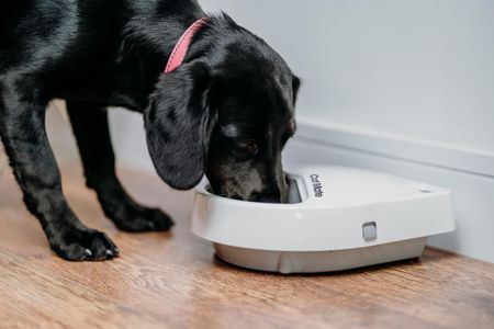Cat Mate Automatic Pet Feeder C300 – Programmable Food Dispenser