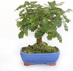 KENTIS - Bonsai Quercus Pubescens - Bonsai Roverella Giapponese - Piante Vere Decorative da Esterno - H 25-35 cm Vaso in Ceramica Ø 21 cm