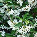 Trachelospermum jasminoides Evergreen Star Jasmine Climbing Plant 1 Litre Pot