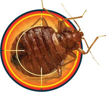 NOPE Bed Bug Killer Spray 500ml – Fast-Acting Insecticide