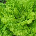 Lettuce Seeds - Australian Yellow Leaf - 200+ Heirloom Seed Packet