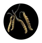 Organic Cordyceps sinensis is Caterpillar Fungus Ophiocordyceps sinensis (3 Pieces) Appearance golden yellow straight from tibetan meadows