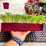 ORGANIC BAZAR Microgreens Tray Grow Bags for Home Garden, Premium Geo Fabric 450 GSM Microgreens Planter (Pack of 2)