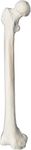 Femur Bone Model - Right - Anatomically Accurate Human Femur Bone Replica - hBARSCI