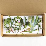 Succulent House Plant cuttings Gift kit - Grow Your own Plants Indoors - 10 Plants Starters