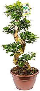 Bonplants Bonsai Ficus Ginseng Microcarpa, Alberello Forma ad S, Vaso 25, h 80 cm