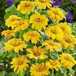 Outsidepride Yellow Torch Mexican Sunflower Seeds - 500 Pcs Annual, Easy-to-Grow, Yellow Tithonia Speciosa Flower Seeds w/Drought-Tolerant Blooms for Pollinator Gardens & Vibrant Summer Landscaping