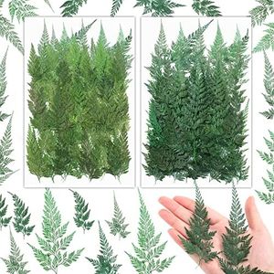 200 Pcs Dried Pressed Flowers Leaves Larkspur Flowers Small Dry Flowers Preserved Natural Ferns Real Dried Leaves Plant Leaf for Resin Arrangements Home Wedding Art DIY Crafts Decors ( Green Leaves)