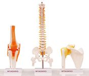 Myaskro® - Spine Model, Knee Model, Shoulder Model, Premium Medical Quality, 95% Anatomical Accuracy